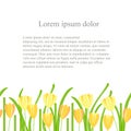 Crocus seamless background. Yellow spring flowers, green leaves on white background, Spring design, Lorem ips